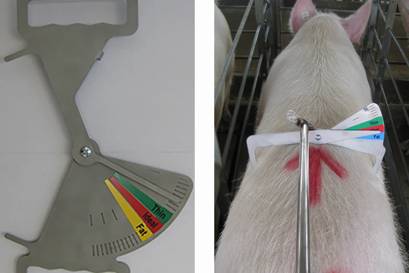Sow caliper. Photo: Mark Knauer, porkbusiness